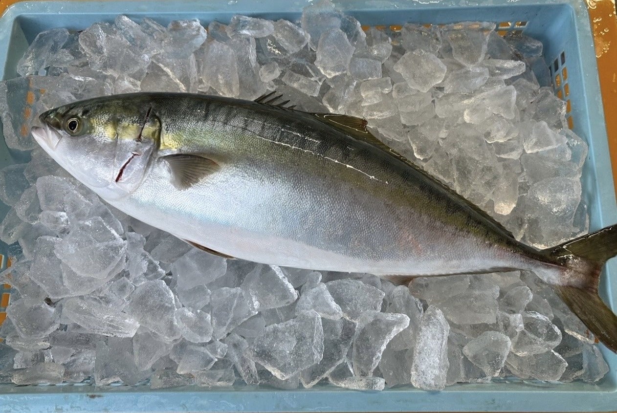 有限会社三栄水産・有限会社大塚水産 × 株式会社Genki GDC、香川県香川郡直島町で「ハマチ・カンパチ」養殖事業の協業を開始