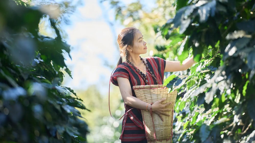 ラオス発、水素焙煎コーヒープロジェクト始動― すっきり、何杯でも飲みたくなる一杯をMakuakeで ―