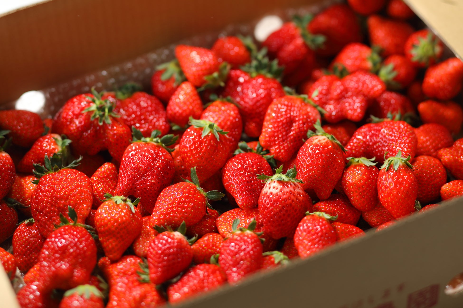 ミシュラン獲得レストラン 「添好運(ティム・ホー・ワン)」梅田茶屋町店 新グランドメニュー スタート