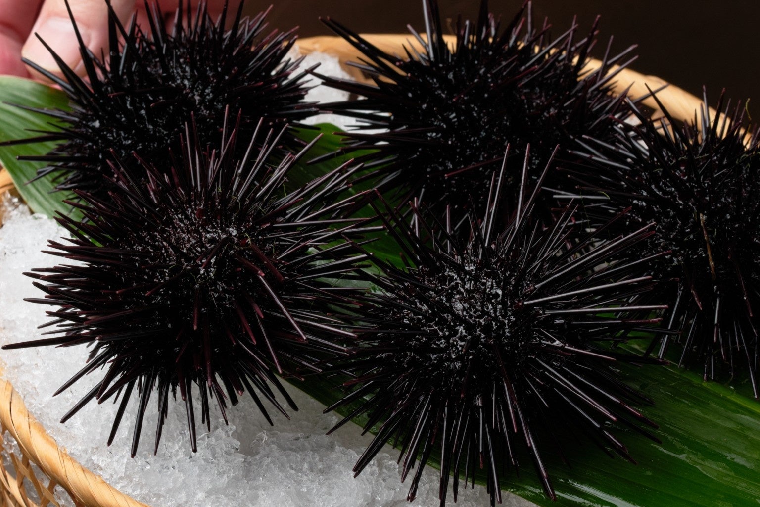 【宝酒造】松竹梅「純米」〈新米新酒〉1.8L紙パック 数量限定 新発売