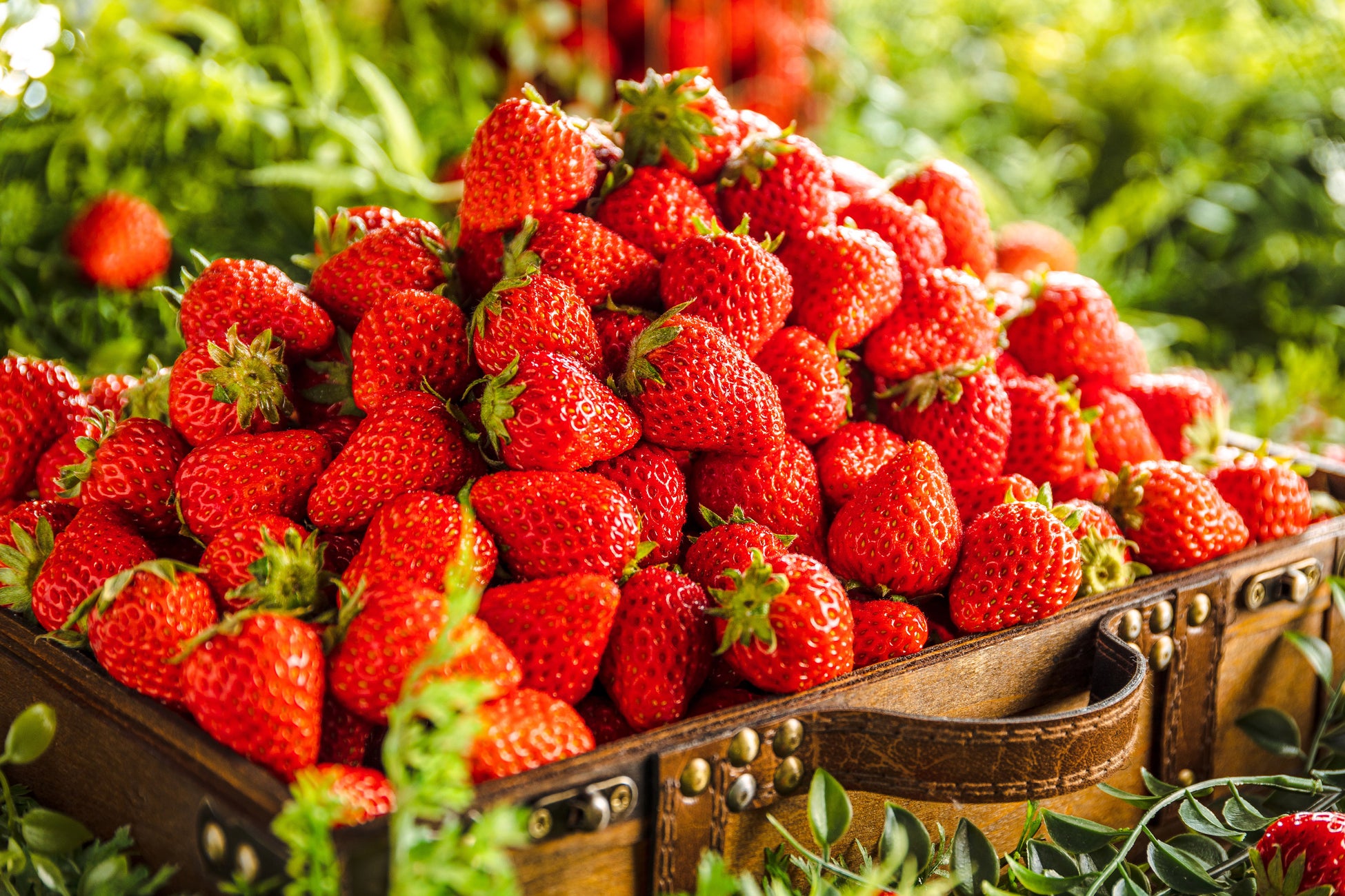 バニラ専門店『Hugh Morgan』、アートケーキと和洋融合「あんバニモナカ」が新発売！