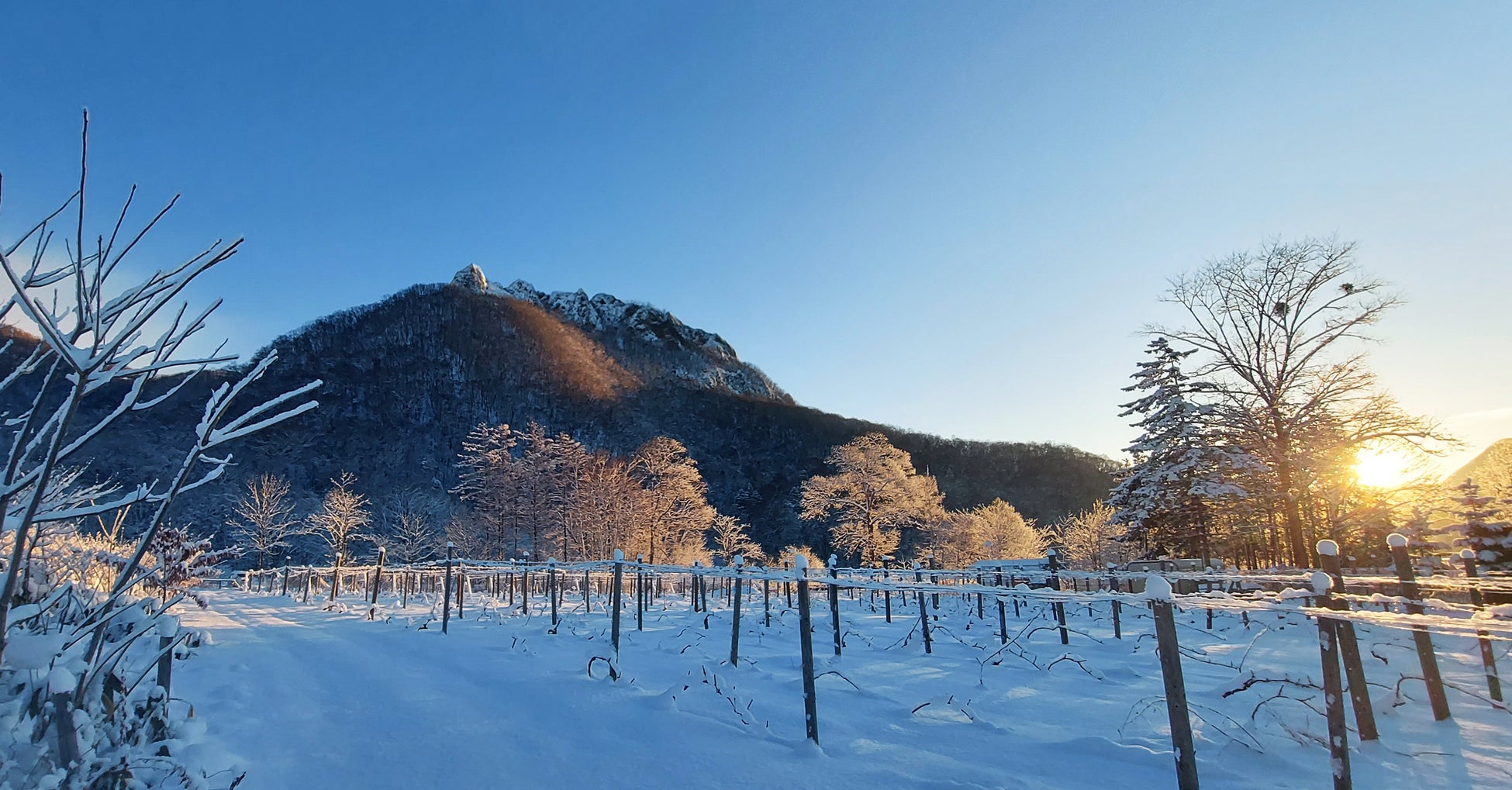 札幌市内唯一の試飲付きワイナリーガイドツアーを送迎付きで本格始動