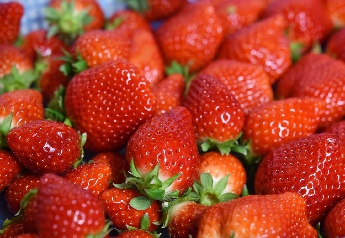 【1月15日はいちごの日】まるで宝石のような甘〜い完熟イチゴ　　新品種『いちごさん』が、こだわりのキンド酵素栽培で販売開始