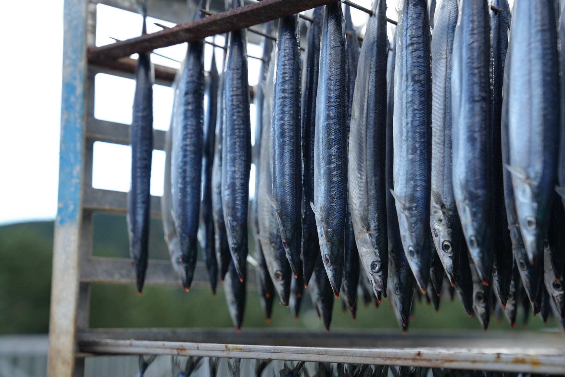 創業100年以上の干物屋。干物嫌いだった三代目が熊野・新鹿で続ける干物づくり