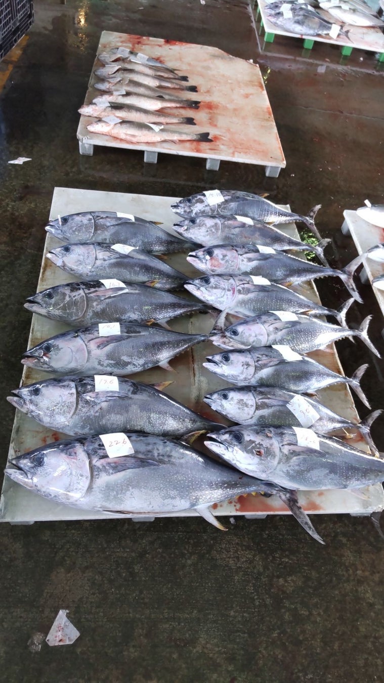 舞鶴市内で京都府産クロマグロを堪能。2月より試食会・フェアを開催