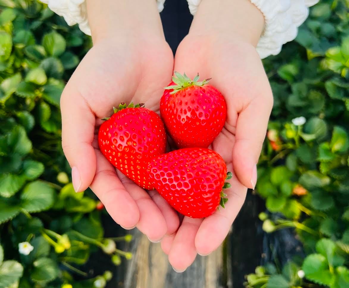 【最高金賞の完熟苺×カクテル日本王者】新宿の3店舗にて、コンテスト1位を獲得した栃木県「くまかわいちご園」の極上苺を使用したフレッシュフルーツカクテルが提供開始！