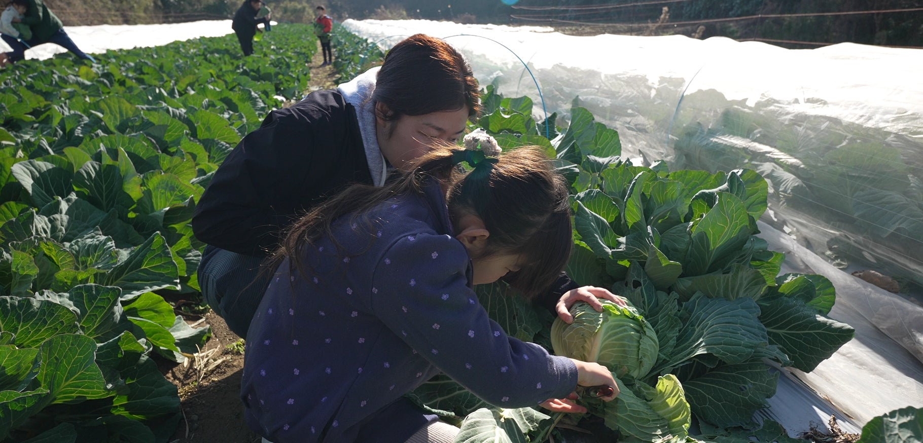 地域の未来を育む“学びの畑”──「キャベツ畑で農業を学ぶ」農育体験レポート