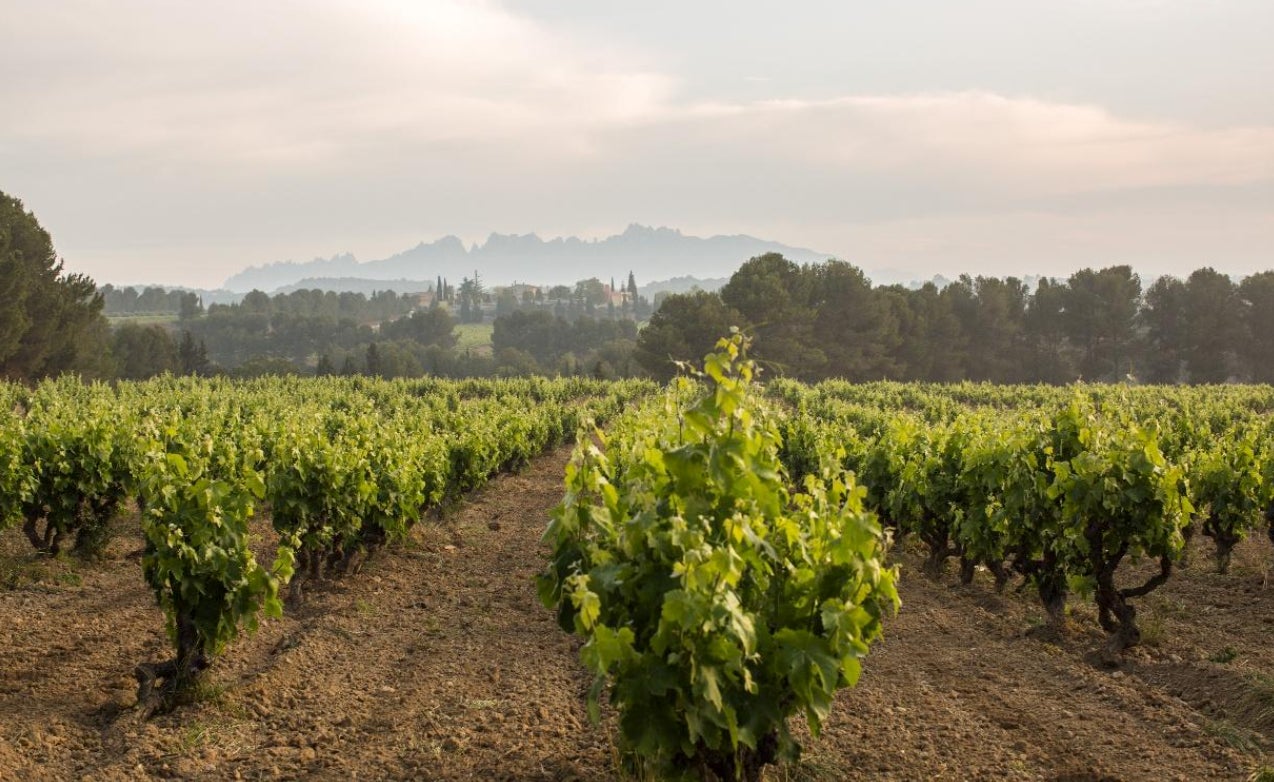 環境への配慮を進めるカバ「グアルダ・スペリオール（Guarda Superior）」が100％オーガニックに移行