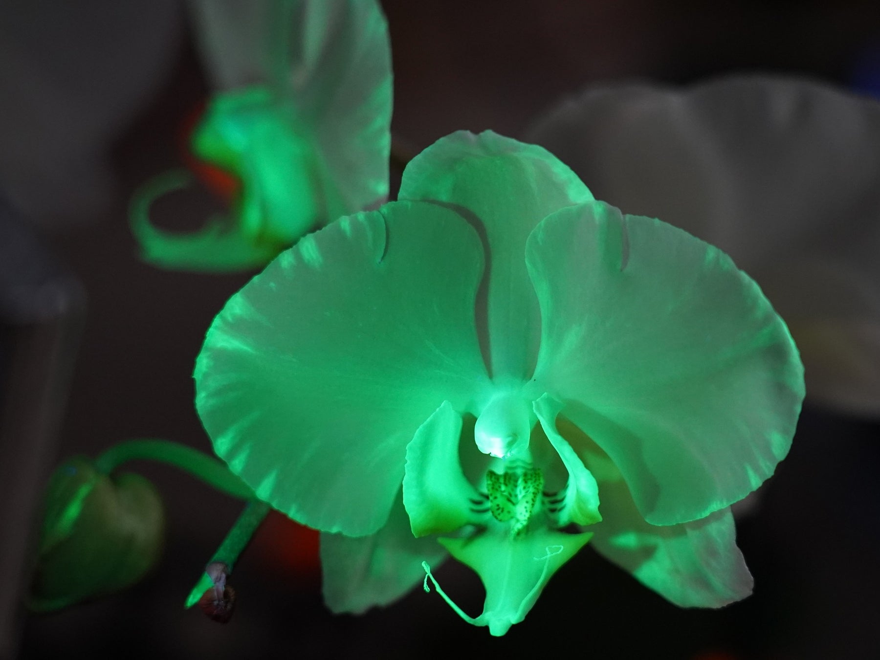 【追加情報】「世界らん展2026‐花と緑の祭典‐」“世界に1株”、大好評「光るコチョウラン」の再展示が決定！世界的パティシエ・辻口博啓さん監修バニラスイーツも楽しめる！