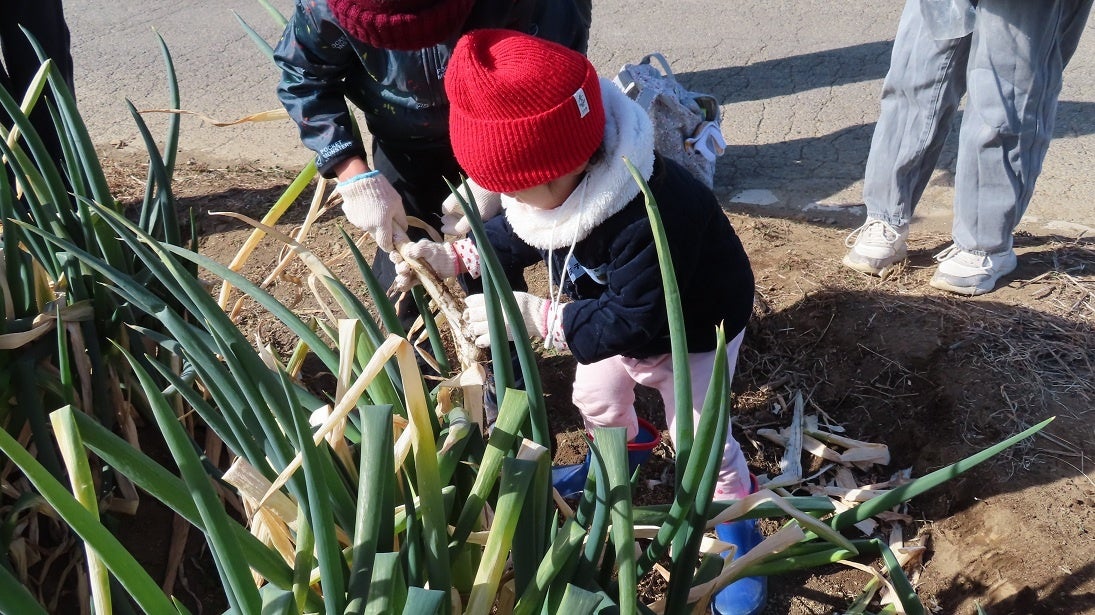 深谷ねぎを素焼きでまるかじり　生産者と交流「沃土会ねぎ祭り」　2月7日（土）〔埼玉〕