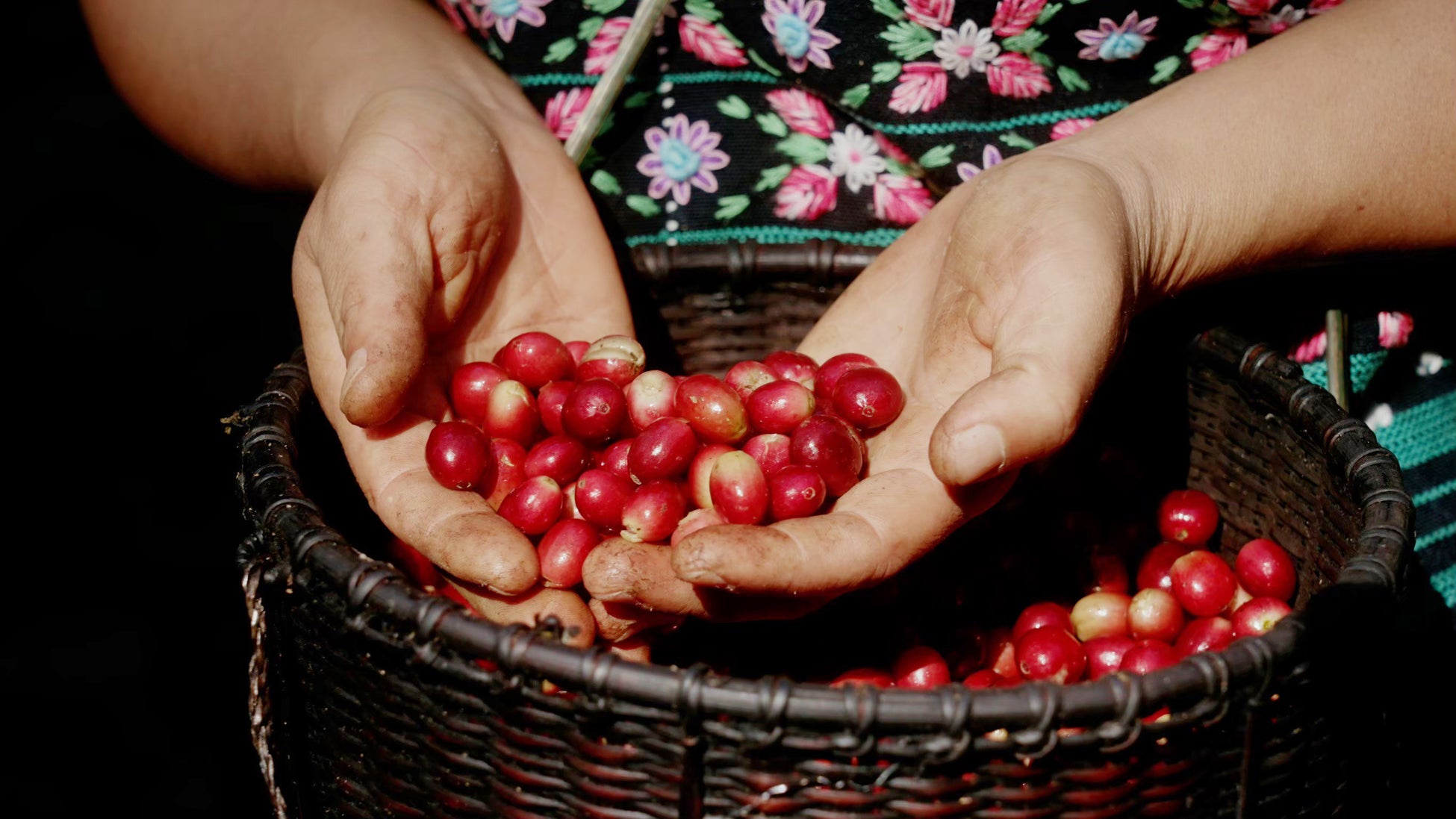 豆から愉しむ、HARIOという体験。抽出だけじゃない。世界の個性を、自分の手で。