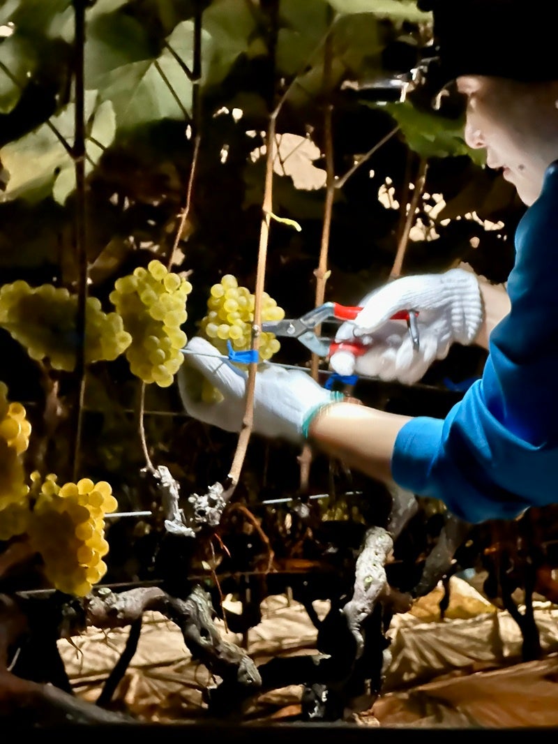 菊鹿シリーズの最上級キュヴェ「菊鹿ナイトハーベスト小伏野2022」発売のお知らせ