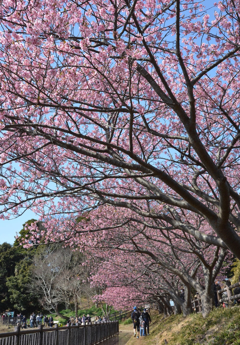 桜を見ながら、桜を味わう。三浦半島の河津桜をイメージした「MIURA SAKURA ALE」新発売