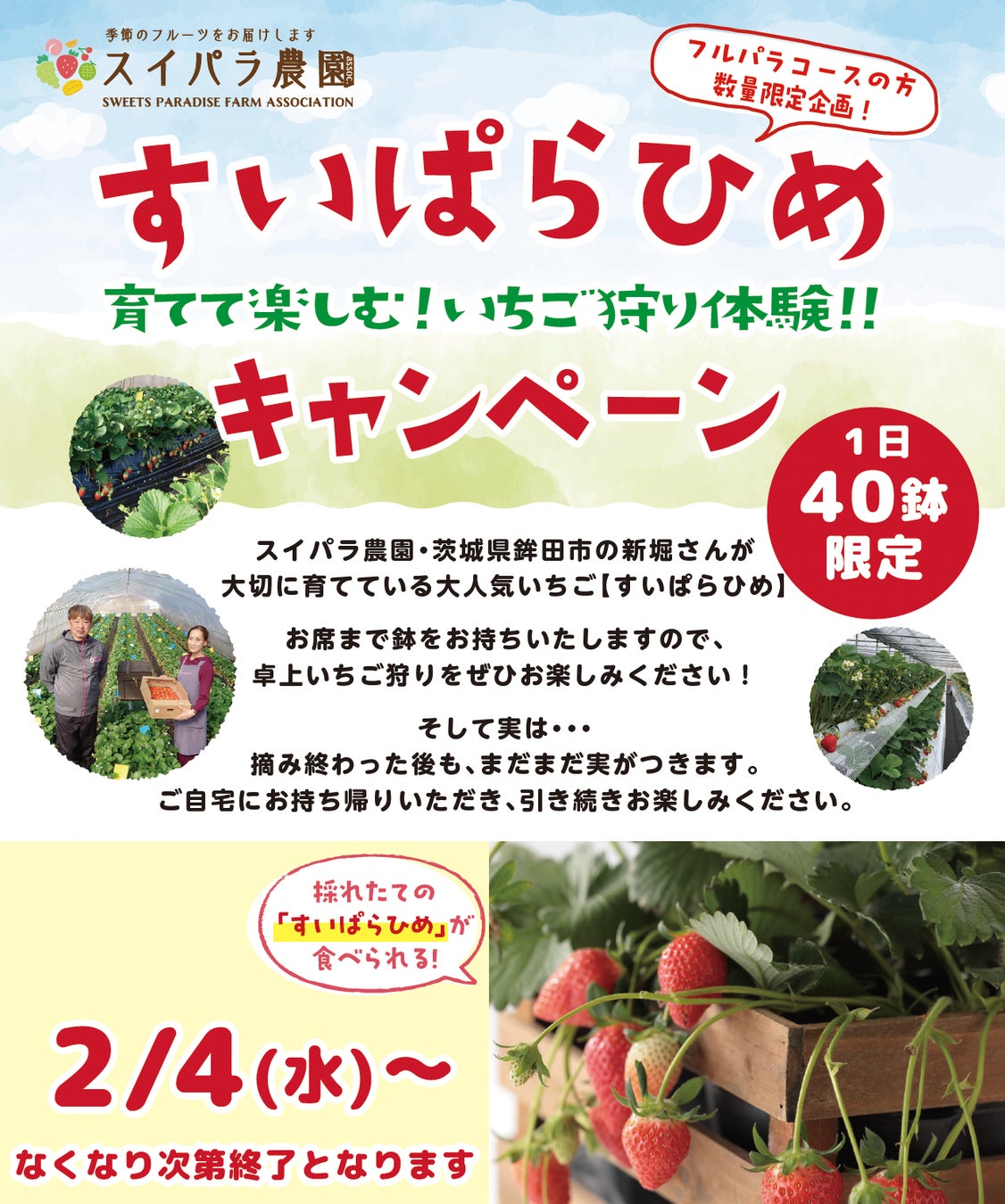 【スイパラ／店舗限定】お席でいちご狩り、そのままお持ち帰り！鉢ごと楽しむ「すいぱらひめ」体験キャンペーン開催