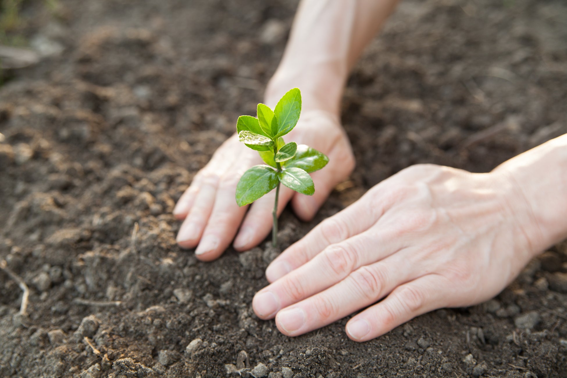 子どもたちにジャガイモを植える・育てる・食べる体験を提供植育と食育を組み合わせた新しい食農教育プログラム『ポテトバッグ部』