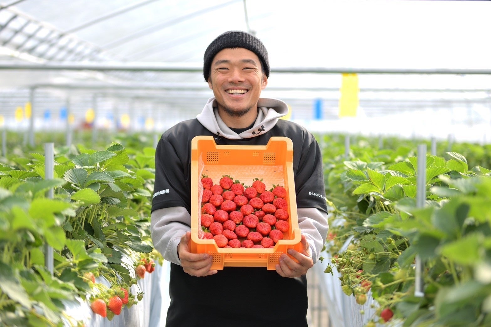 〈Suilive〉高濃度水素溶解装置を活用したイチゴ栽培の共同研究を開始