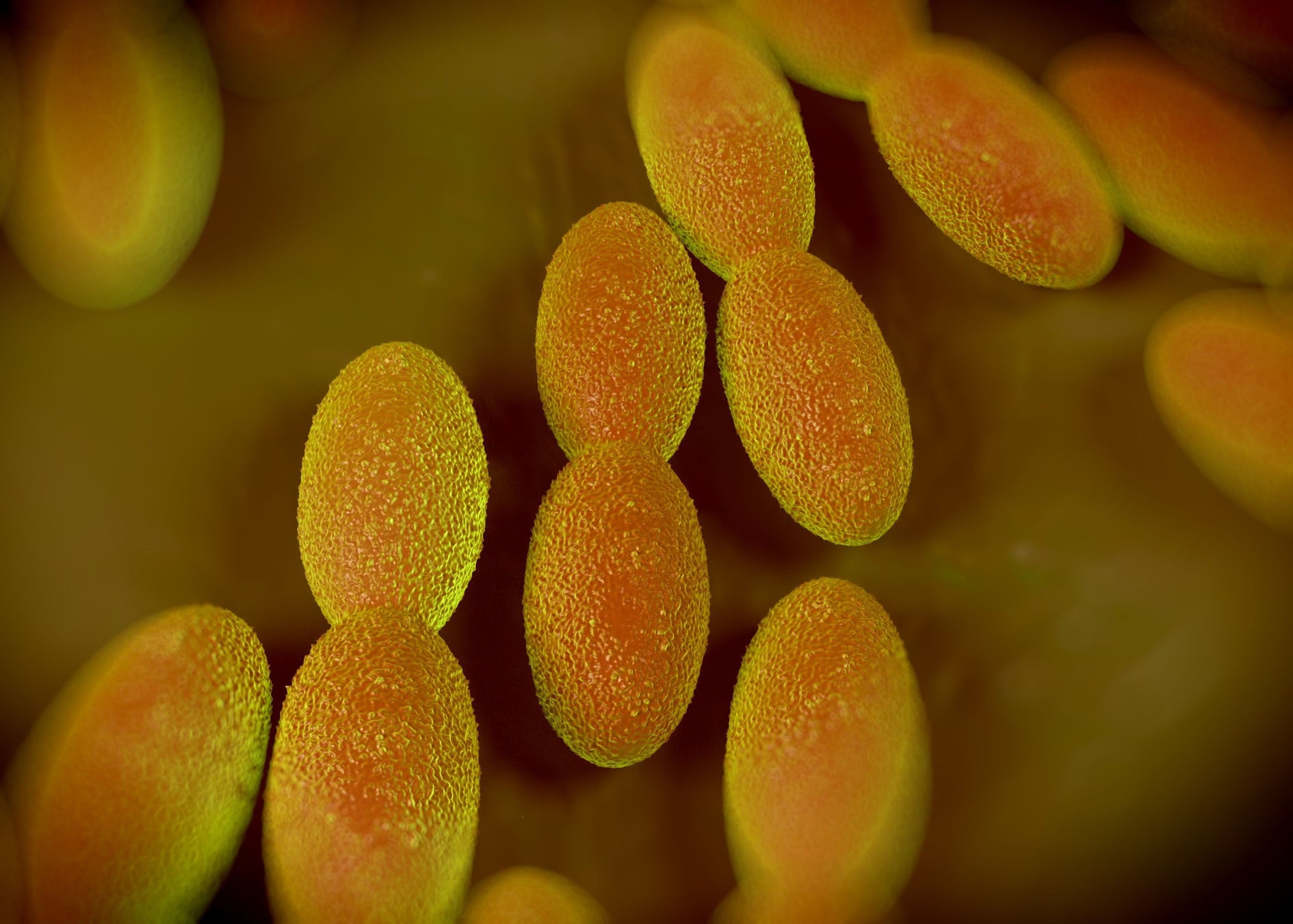 「YEBISU BREWERY TOKYO」のフラッグシップビール「ヱビス∞(インフィニティ)初仕込」2月25日(水)数量限定発売