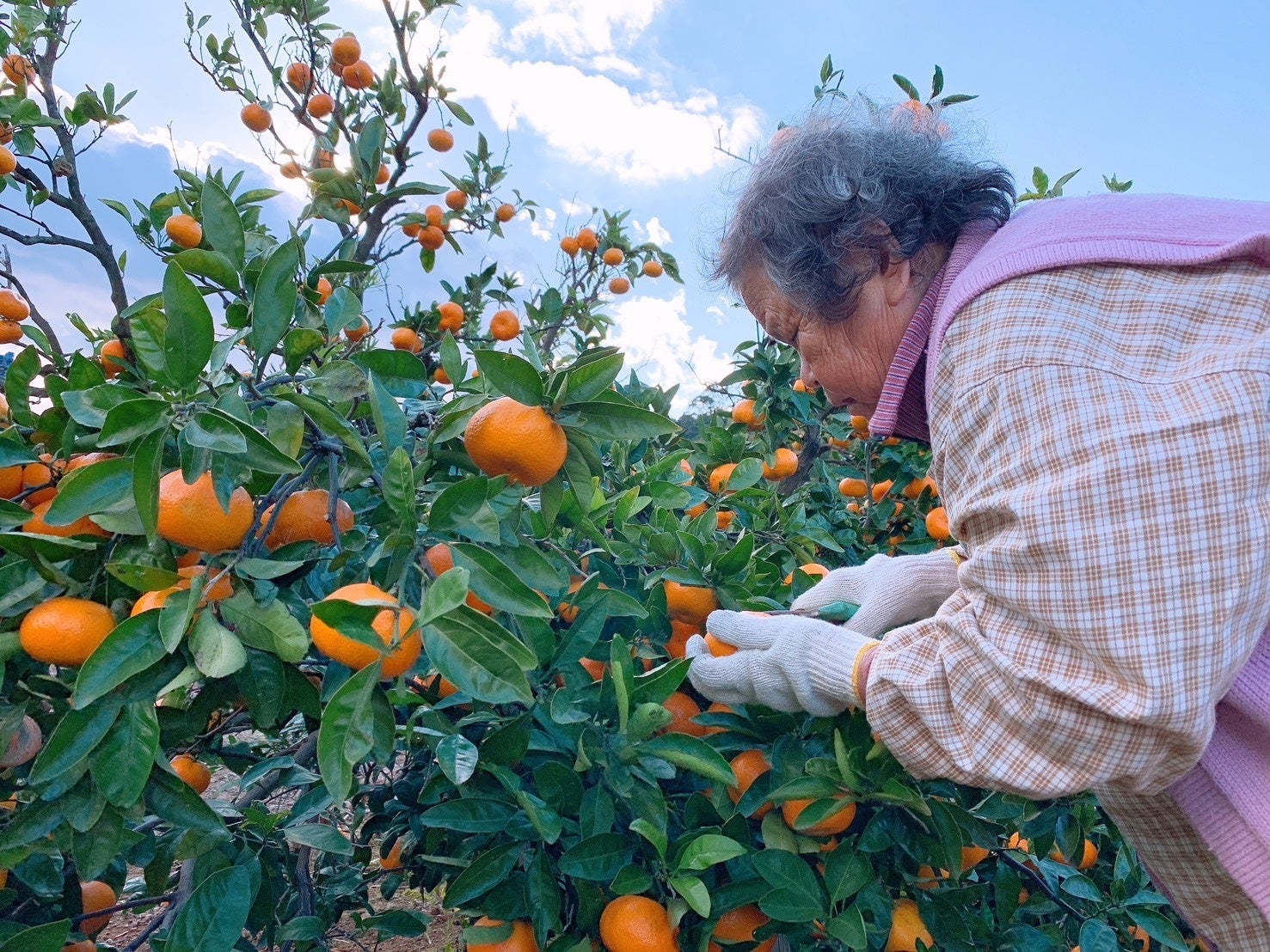 高校2年生が主軸で動かす地域×海外挑戦「リアンプロジェクト」始動― 寿太郎みかんを起点に、静岡の特産物を世界へ ―