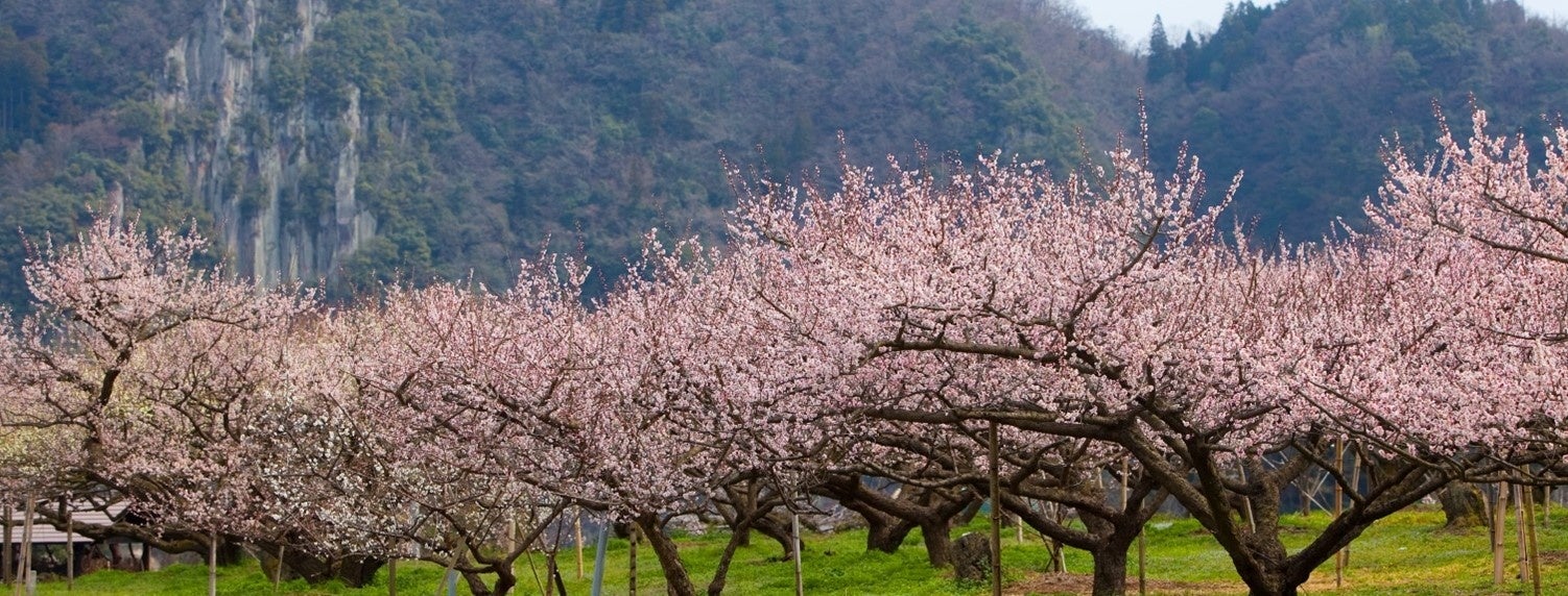 「日田おおやま梅まつり」で、梅酒蔵おおやまならではの特別な催し