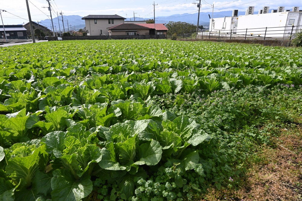 【三生医薬】植物性カプセルの規格外品をたい肥に再生