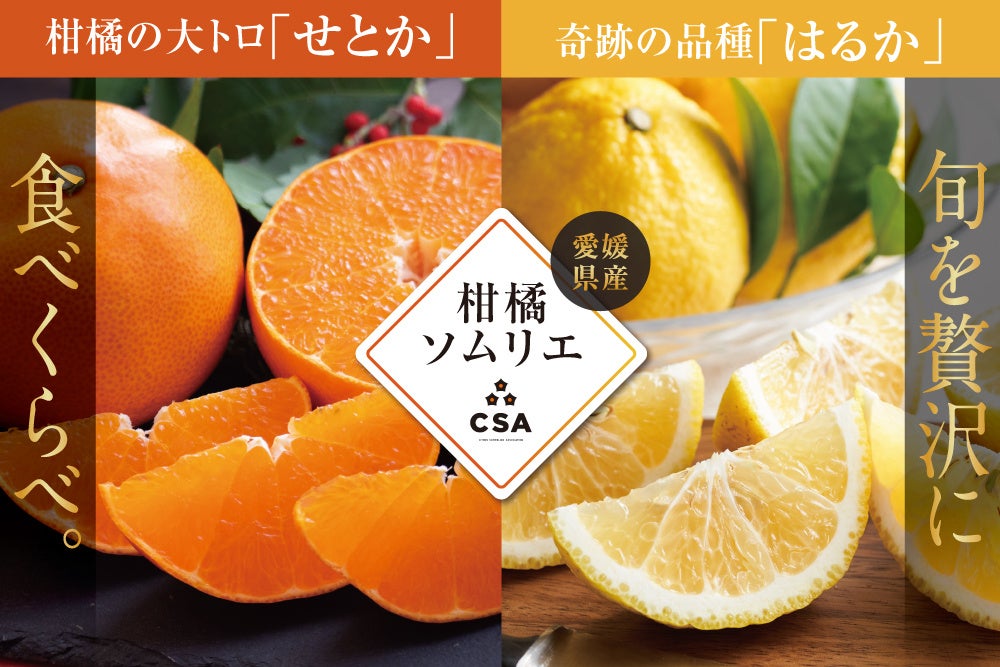 「サッポロ クラシック できたて出荷缶」2月17日(火)数量限定発売