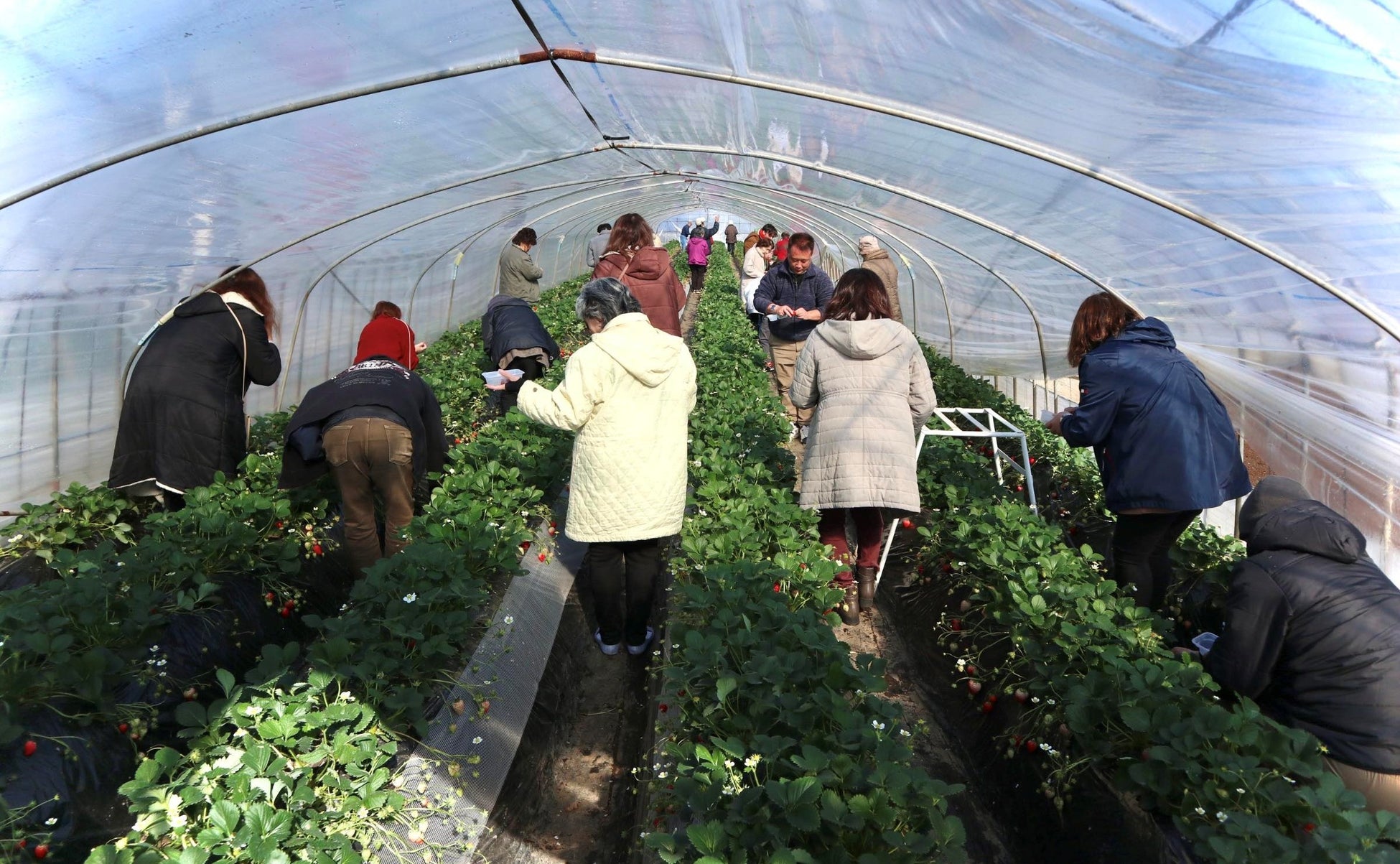 誕生前から宅配生活　資料請求で天然木ヒノキのマタニティマークプレゼント2月16日（月）から