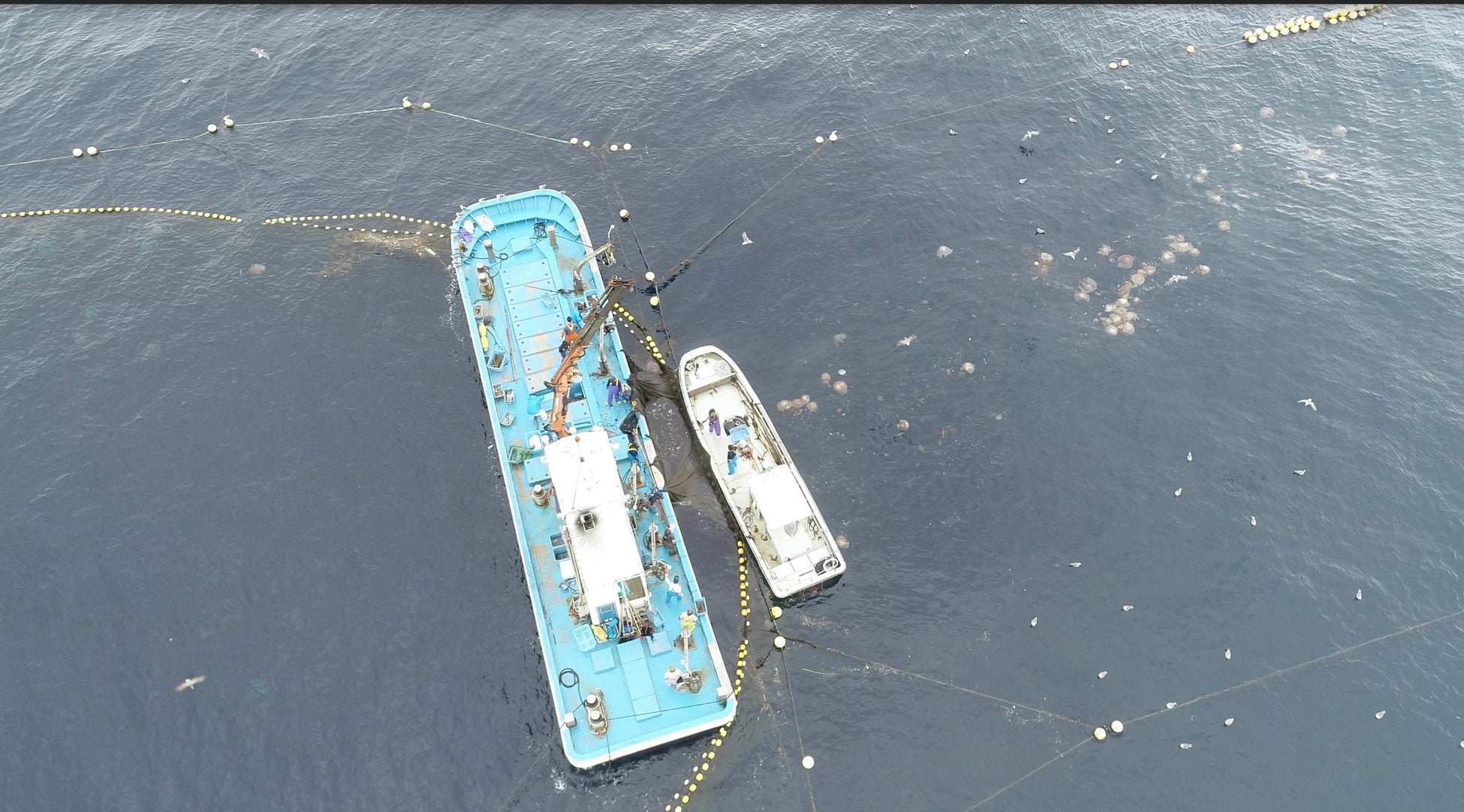 前代未聞のクラゲのクラフトビール、「くらげクラフト」が2月19日(木)より発売。「うざい」を「うまい」に変える第一歩へ