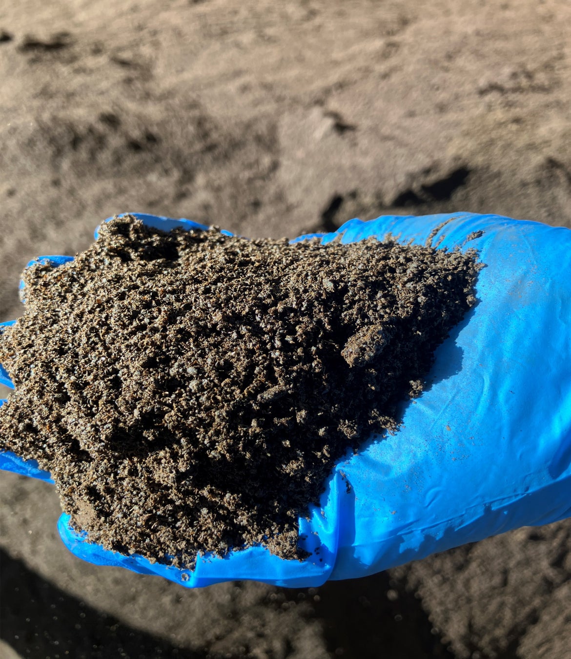 紅茶飲料の製造過程にて発生する紅茶粕を牛の飼料として活用開始