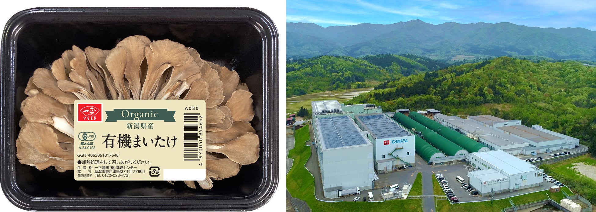 有機 JAS 認証を取得した栽培工程で生産。いちまさ（一正蒲鉾）から自然由来の力を活かした「新潟県産 有機まいたけ」を発売