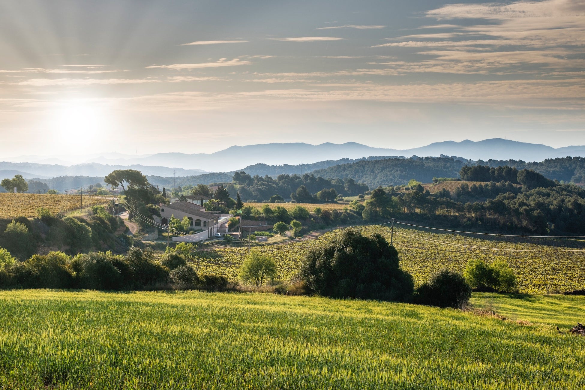 最高位カテゴリー「パラヘ・カリフィカード」評価を実施。単一畑の最高位カテゴリーにおける基準および評価プロセスを公開