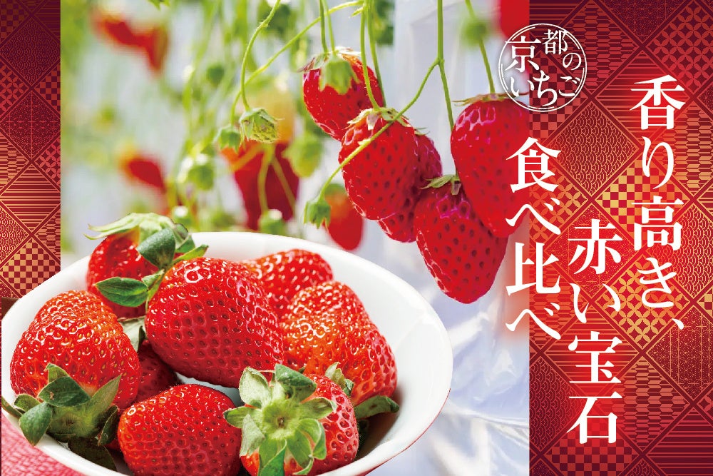 【京都のいちご】伝統にとけこむ甘美なひと粒　redさんのいちご『紅ほっぺ・スターナイト』