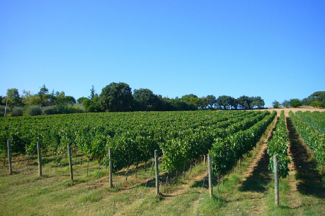 ミシュラン3つ星レストラン「エノテカ・ピンキオーリ」の元トップ・ソムリエと料理人の兄弟が手掛けるイタリア産赤ワインが20周年記念ラベルで新入荷！セルヴァグロッサ「トリンピリン 2022」