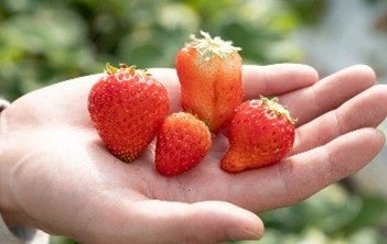 プロジェクトへの農家の共感が広がり、シリーズ初の通年発売決定！「キリン 氷結®mottainai 浜なし」で果実のフードロス削減を更に加速。