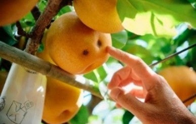 プロジェクトへの農家の共感が広がり、シリーズ初の通年発売決定！「キリン 氷結®mottainai 浜なし」で果実のフードロス削減を更に加速。