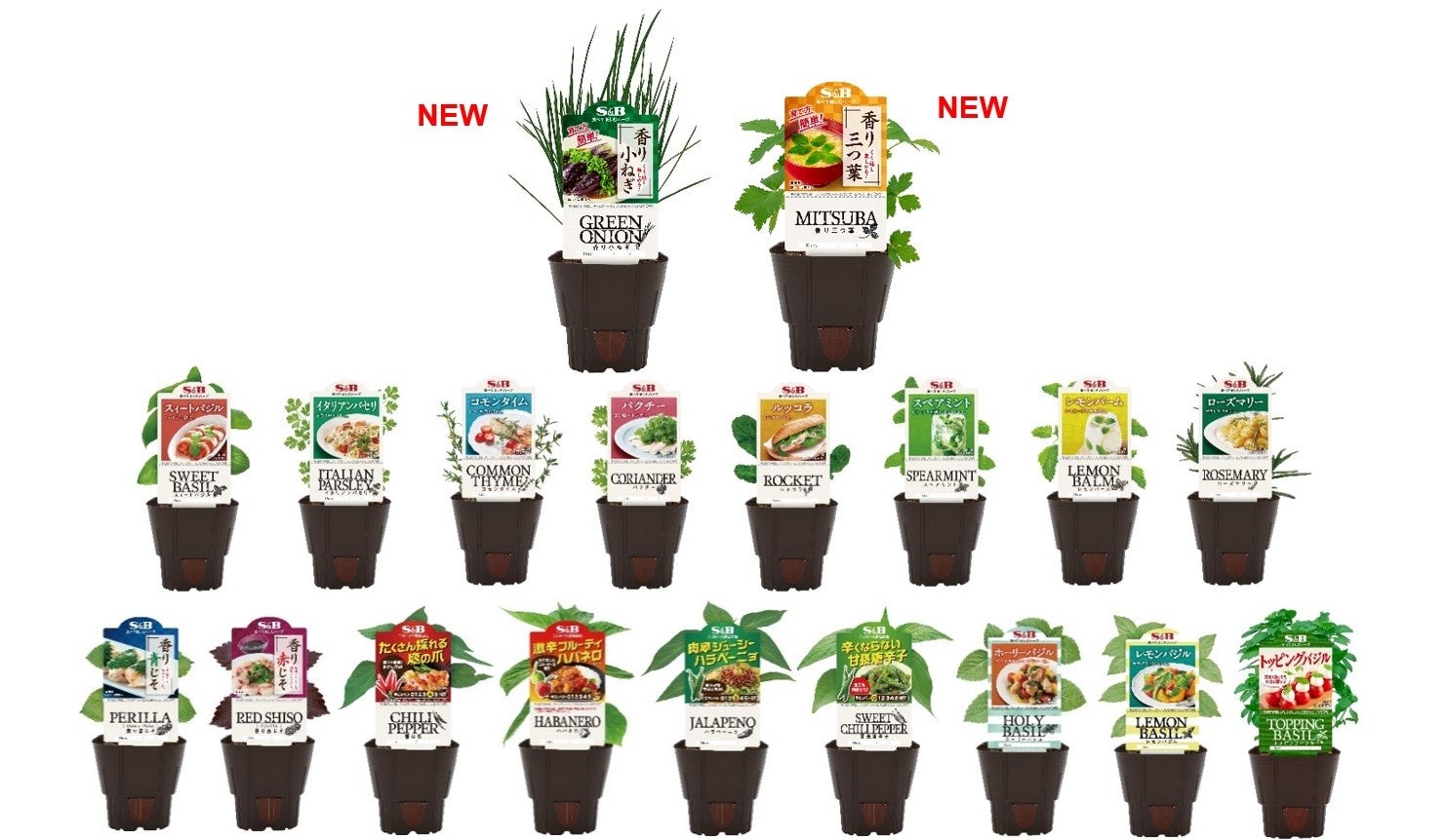 柿谷曜一朗さんに 親子で学ぶ【JFA・日清オイリオ　U-12年代の成長とパフォーマンスを支える食と栄養セミナー＆サッカー教室】のご案内