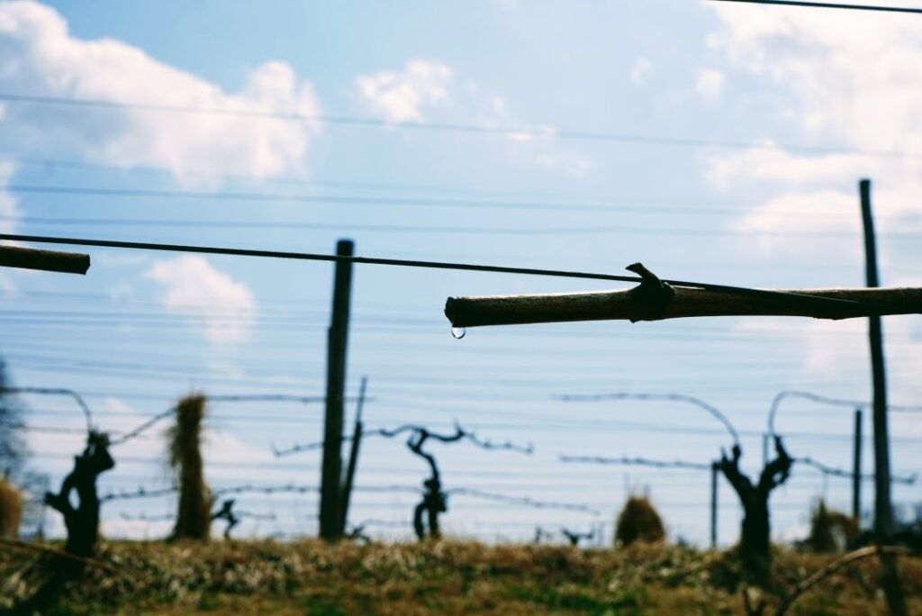 サンクゼールの丘で恒例のワイン会『ヴィニュロンたちの食卓 Vol.44』開催🍇ぶどう畑のご案内も