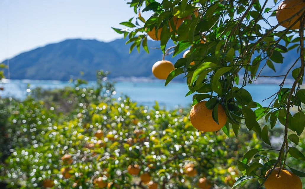 TERRADA WINE MARKET、7周年記念キャンペーンを実施