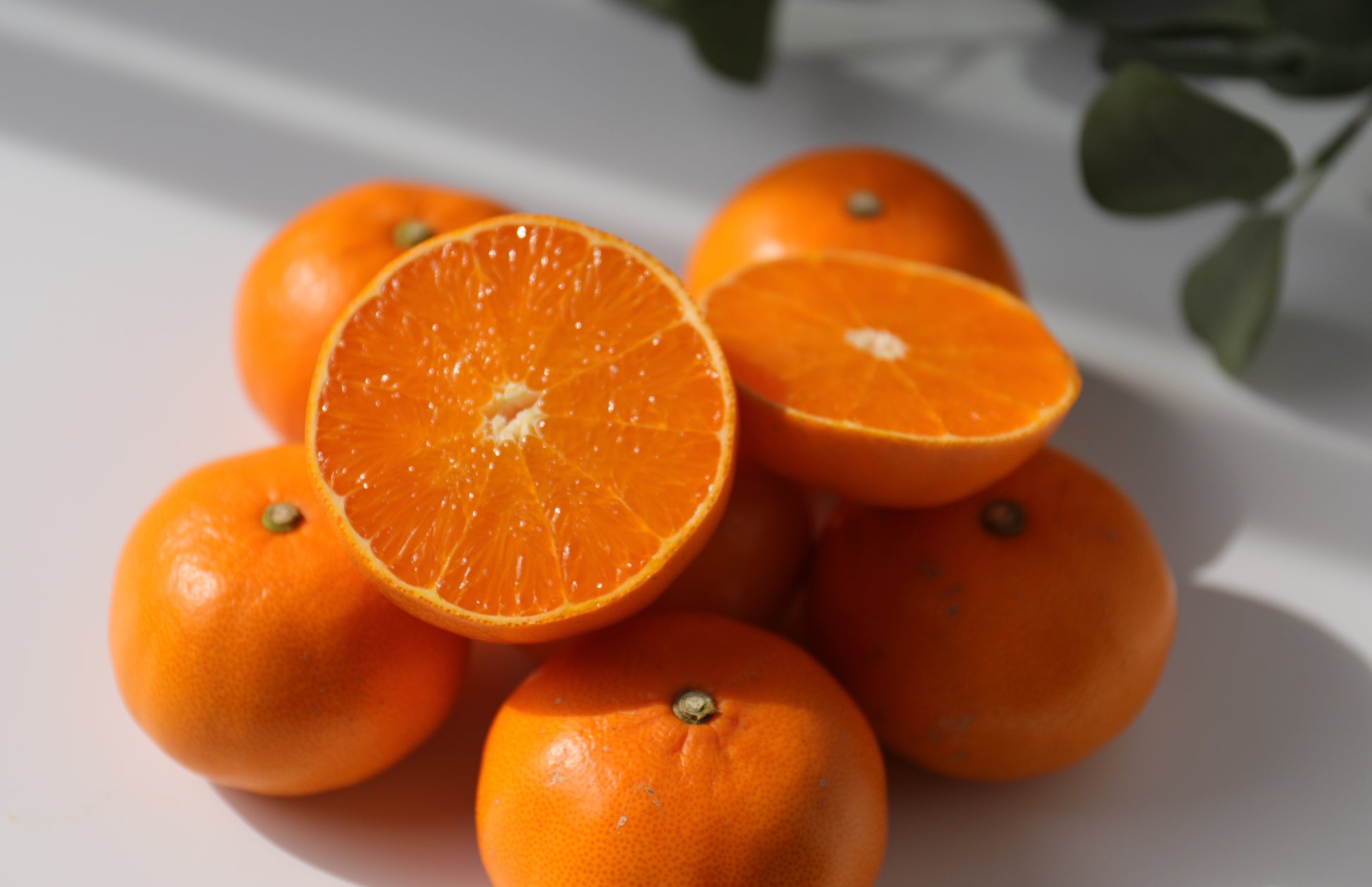 【愛媛から春の味覚】“柑橘の大トロ”「せとか」出荷開始、糖度13度超え・旬の短い希少柑橘を期間限定販売