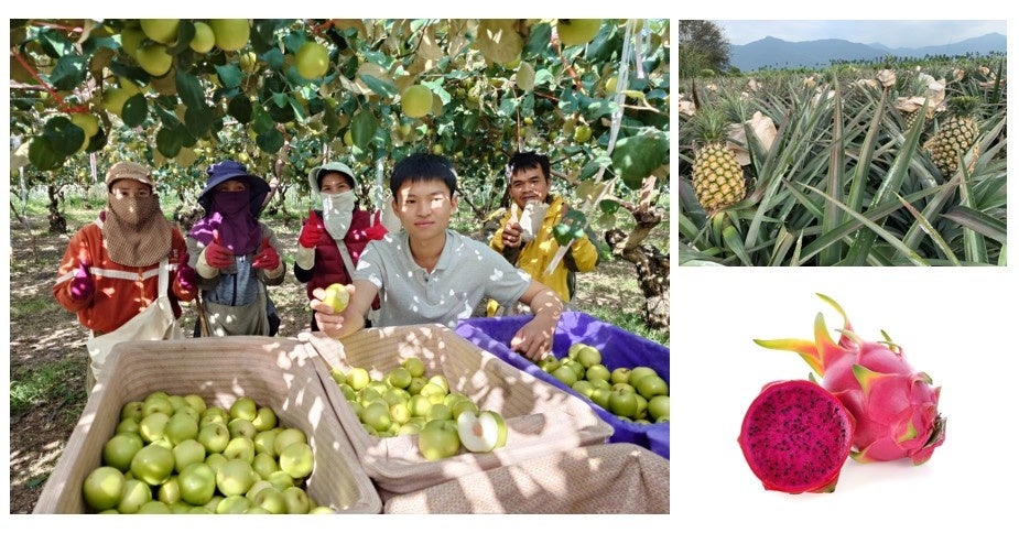 「台湾発　屏東県農産品フェア」を近鉄百貨店あべのハルカス近鉄本店で開催＜日台友好の架け橋として、台湾南部の新鮮な農産品を日本へ＞
