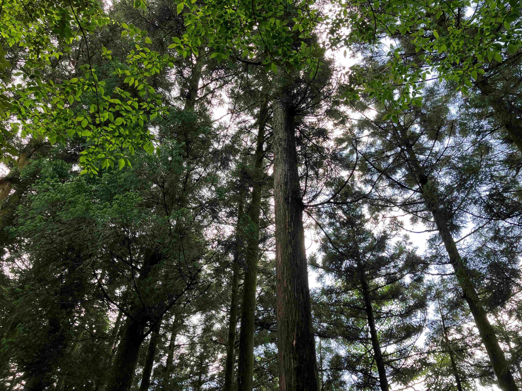 ミツカン、半世紀の森林経営を未来へ　保有林CO₂吸収量を可視化