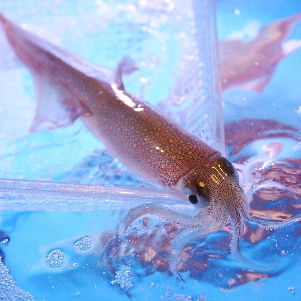 一日限定20杯！売り切れ御免！！”泳ぎイカのお造り”を堪能できる京都西院にある個室居酒屋「羽根屋」。他では味わえない、透明のイカの刺身！！3月の歓送迎会に泳ぎイカはイカが？(笑)