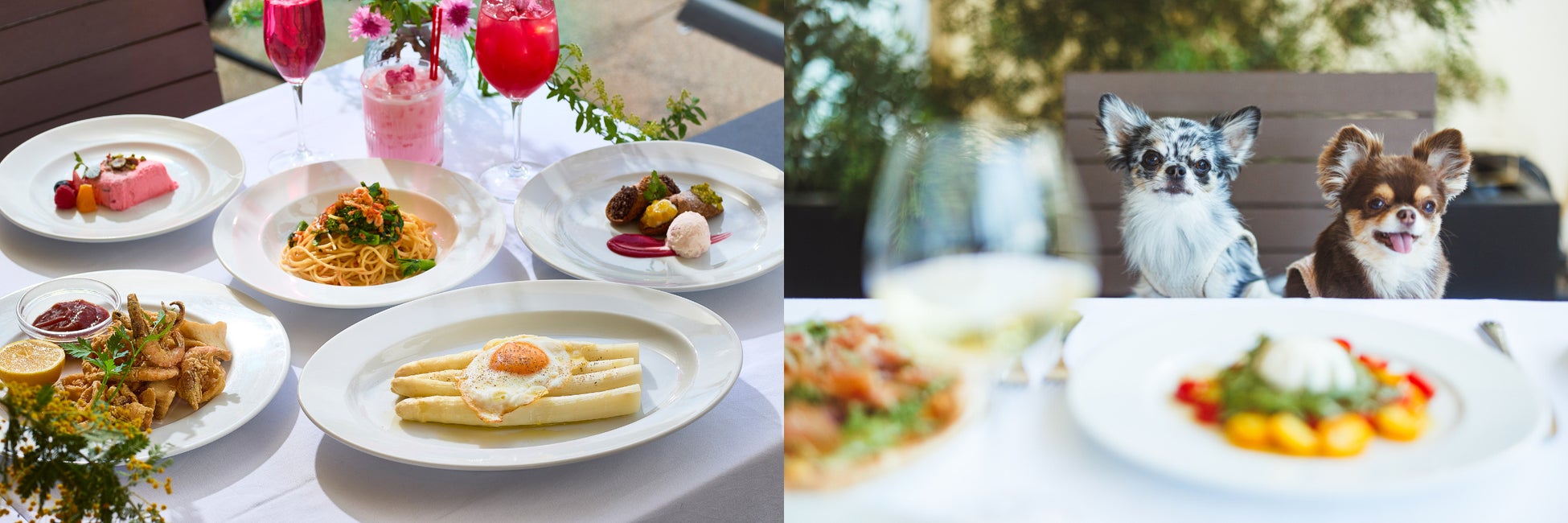 IL LUPINO PRIME、春の季節メニューを3月16日(月)より提供開始桜エビやホワイトアスパラなどの旬食材を用いたお料理を緑豊かなテラス席でお楽しみください