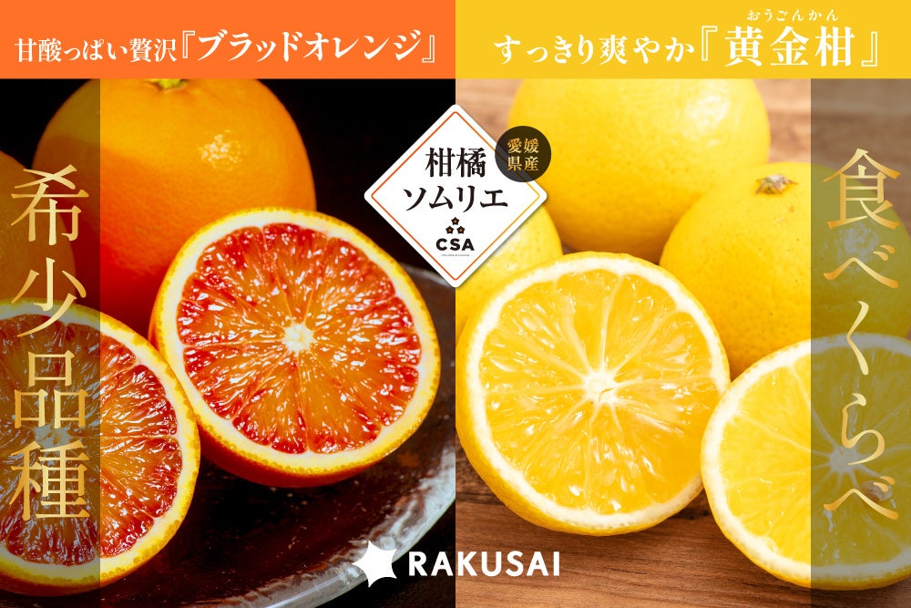春を届ける産地直送便！柑橘ソムリエの『ブラッドオレンジ・黄金柑』（愛媛県産）