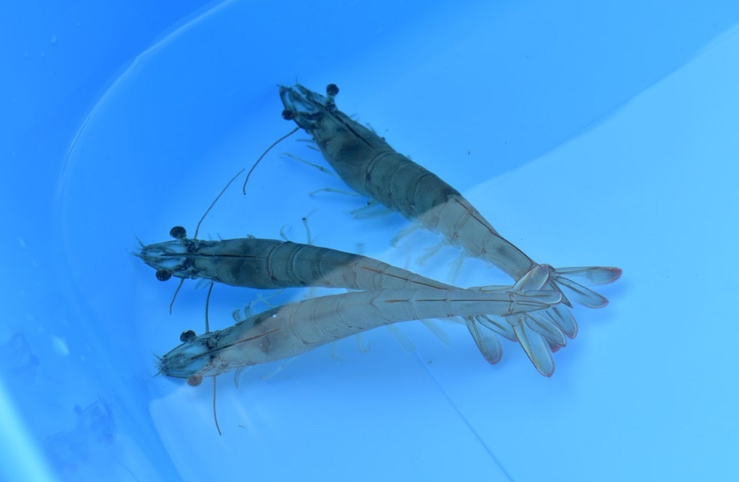 瀬戸内の海産物を守りたい！一級建築士が陸上エビ養殖に挑戦