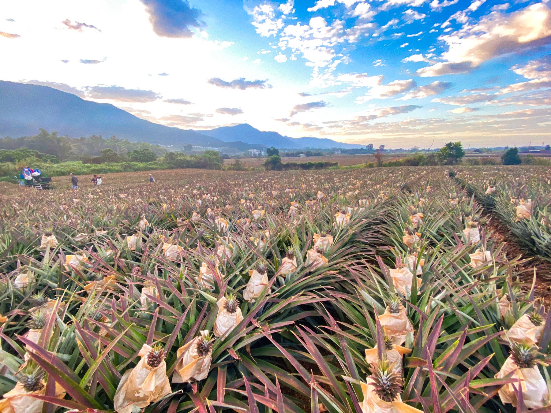 コールドチェーンでつなぐ 「台湾パイン」2026年シーズンの全国供給を本格始動