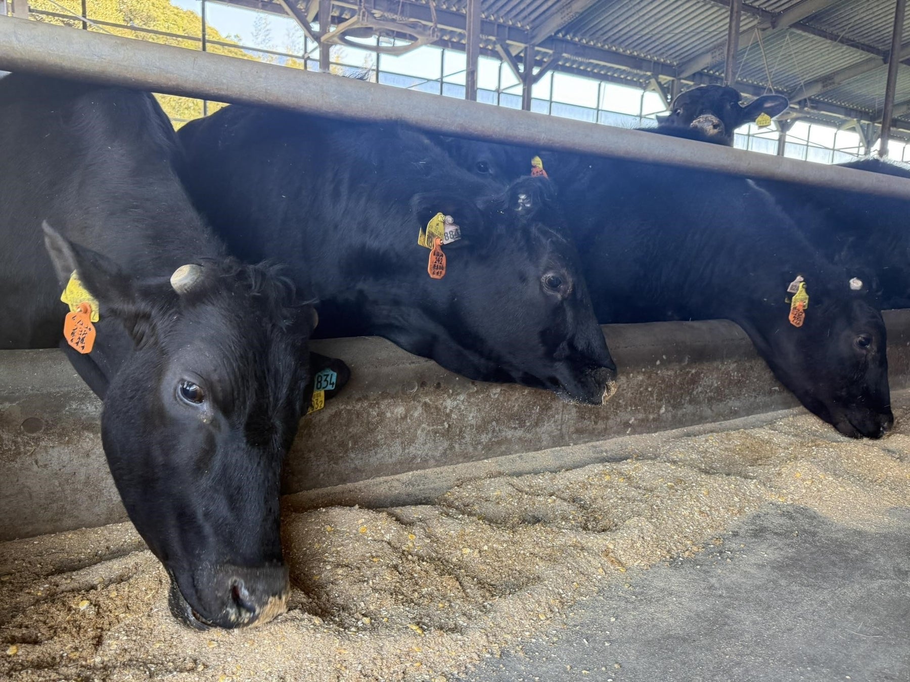 物価高で注目・交雑牛は和牛よりうまくなる！？　飼料で「おいしさ」変わる。調査結果を発表