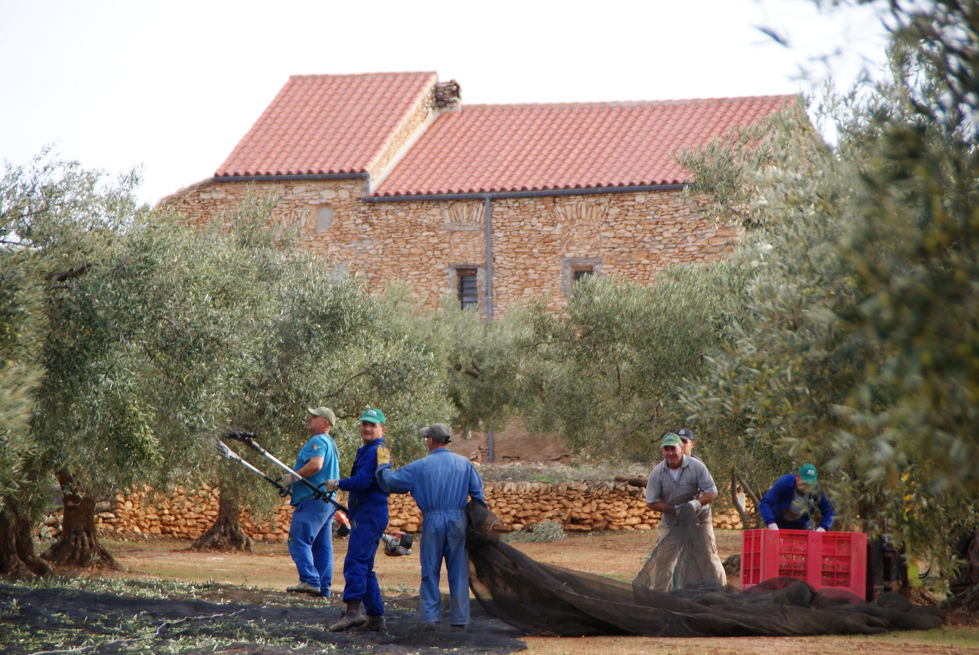 早摘み、力強いグリーンの今季収穫新油到着！スペイン地元品評会部門＜最高位＞受賞、日本オリーブ株式会社の1992年より続くスペイン自社農園産エキストラバージンオリーブオイル数量限定発売！