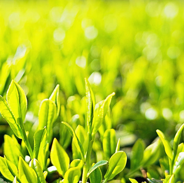 静岡の旬を届ける新茶キャンペーンが大幅リニューアル！ 学生デザインの新パンフレットと新ラインナップ登場