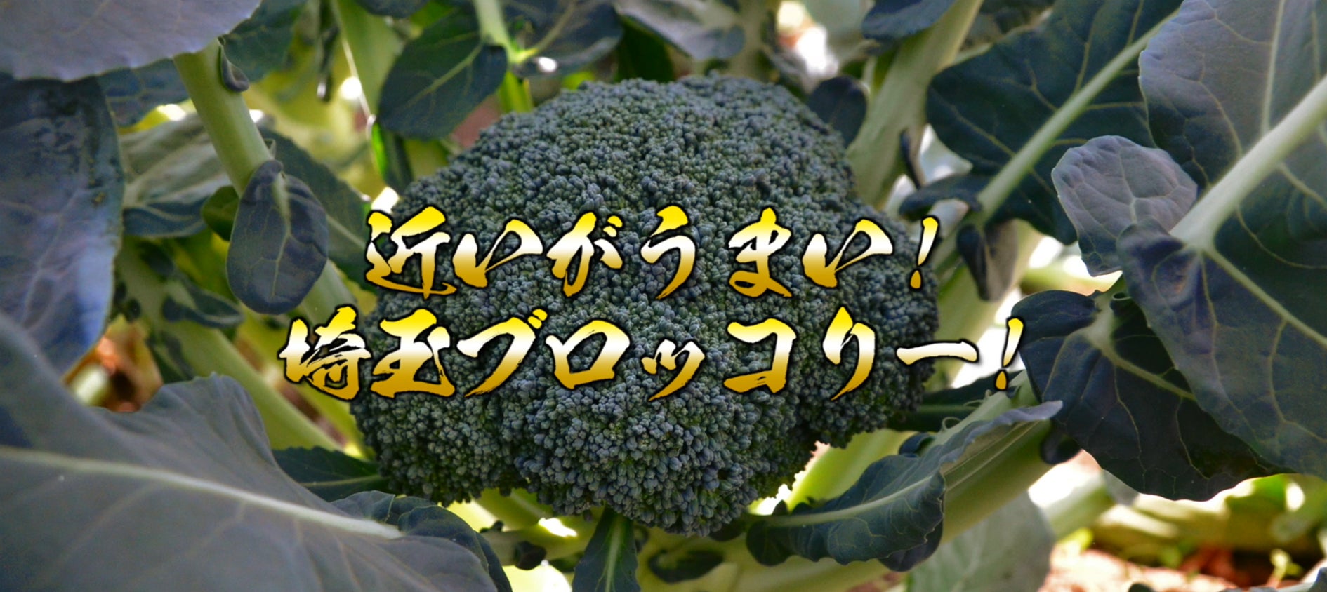 いよいよ2026年４月、ブロッコリーが５２年ぶりの「指定野菜」へ！首都圏生産量No.1※ 埼玉県産ブロッコリーが、「鮮度」で消費拡大を牽引