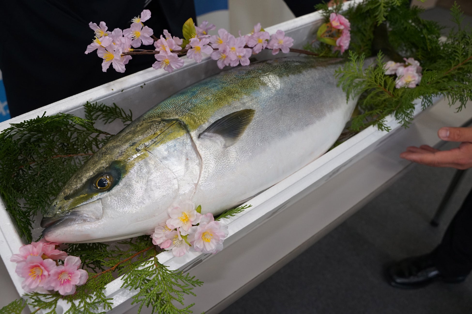 三重・東紀州に春の訪れ！4月4日(土)「尾鷲イタダキ市」で旬の春ぶりが味わえる！